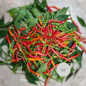 May include: A pile of fresh red and orange chili peppers with green leaves. The peppers are arranged in a circular pattern, with some green peppers visible. A white circle with the text "Inherited seeds" is in the image.