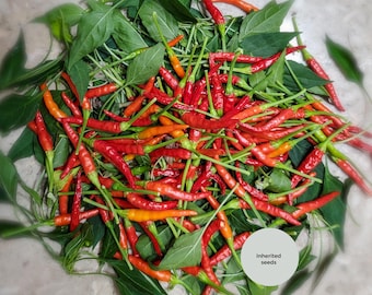 Heirloom Thai Dragon Chili Pepper Seeds: Organic Prik Chee Fah Variety