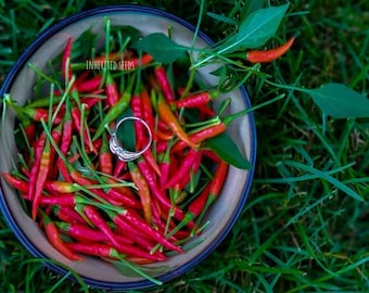 Heirloom Peri Peri Chilli Seeds: Organic African Bird's Eye Pepper