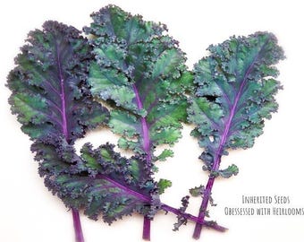 Heirloom Red Russian Kale Seeds – Cold-Hardy, Sweet Leaf Variety