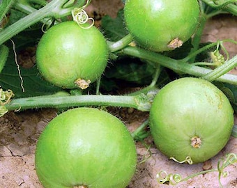 Heirloom Indian Tinda Gourd Seeds: Organic Apple Gourd, Non-GMO