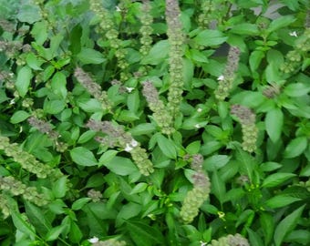 Heirloom Indian Basil Seeds: Sweet Culinary Herb, Organic Non-GMO