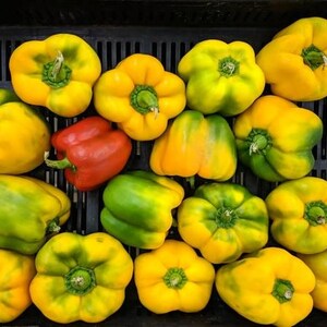 May include: A collection of fresh bell peppers in various colors, including yellow, green, and red. The peppers are arranged in a black crate, showcasing their vibrant hues and natural textures. The image highlights the freshness of the produce.