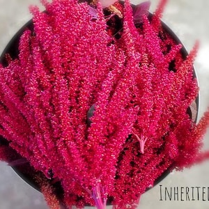 May include: A close-up shot of a dark metal container filled with vibrant, bright pink flowers. The flowers have a textured, cascading appearance. The text "INHERITED SEEDS" is visible at the bottom of the image.