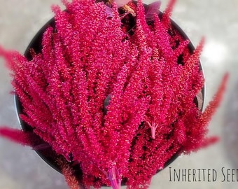 Heirloom Deep Red Amaranth Seeds: Organic Non-GMO