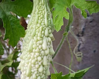 Heirloom White Bitter Gourd Seeds – Indian Karela, Rare Organic Non-GMO Variety