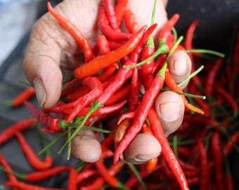 Heirloom Thai Chili Pepper Seeds: Authentic Prik Kee Nu, Organic Non-GMO