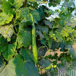 May include: Close-up of a green loofah gourd growing on a vine, surrounded by large, textured green leaves. The gourd is long and cylindrical with light green stripes. The text "INHERITED SEEDS" is visible in the bottom right corner.