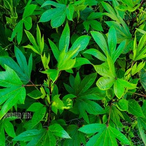 May include: Close-up of vibrant green leaves with a distinctive shape, showcasing a lush, natural texture. The image features a dense arrangement of foliage, with visible stems and veins. The text "INHERITED SEEDS" is visible at the bottom left.