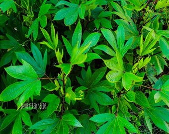 Heirloom Gongura Red Stem Seeds – Indian Roselle Sorrel, Organic Non-GMO, Hibiscus Sabdariffa