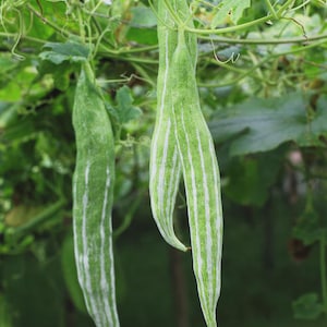 May include: Close-up of two long, green snake gourds with white stripes hanging from a vine. The gourds are elongated and have a slightly curved shape. The background is a blur of green leaves and vines.