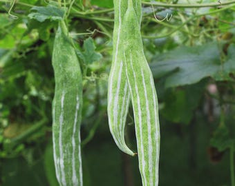 Heirloom Indian Snake Gourd Seeds: Organic Non-GMO Vegetable
