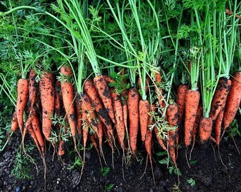 Heirloom Danvers Carrot Seeds: Classic Sweet Orange Variety