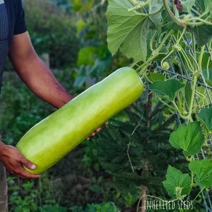 May include: A person holding a large, light green gourd, likely a type of squash or melon. The gourd is cylindrical and smooth, with a slight curve. The background includes green foliage and a metal trellis, suggesting a garden setting.