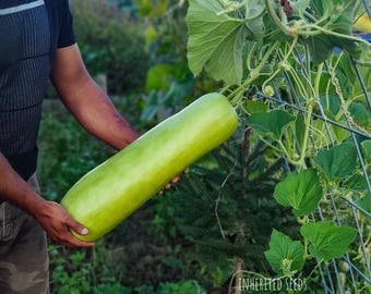 Heirloom Bottle Gourd Seeds: Authentic Indian Lauki, Non-GMO