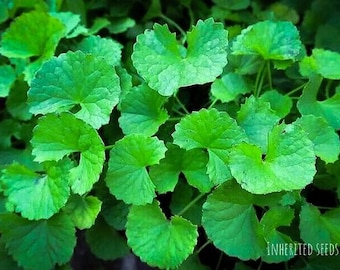 Heirloom Vallarai Keerai Seeds – Gotu Kola, Brahmi (Centella asiatica), Organic Non-GMO