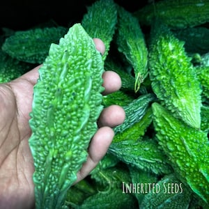 May include: A hand holding a bright green bitter melon with a textured, bumpy surface. The background is filled with more bitter melons. The text "INHERITED SEEDS" is visible in the lower right corner.
