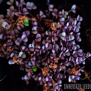 May include: Close-up of a cluster of small, purple plants with rounded leaves and a few green sprouts. The plants are in a dark container, with the text "INHERITED SEEDS" visible at the bottom.