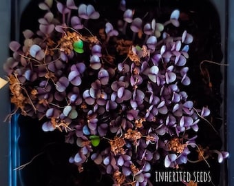 Heirloom Red Rubin Basil Seeds: Organic, Non-GMO Herb