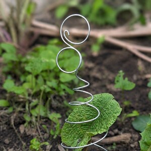 May include: A silver-coloured metal plant support stake featuring a spiral coil design that tapers towards the top, ending in two circular loops. The wire structure is inserted into the soil, encircling a green plant leaf and stem.