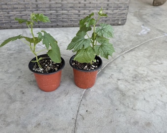 2 BitterMelon Starter Plant With Pot 6”Bitter Gourd Ready To Plant Free Shipping