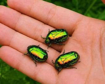 Real Green Flower Beetle Specimen Set of 3, Preserved Jewel Scarab Collection, Iridescent Coleoptera, Curio Cabinet Decor, Entomology Gift