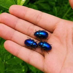 May include: Three small, oval-shaped beetles with a vibrant, metallic blue exoskeleton. The insects feature smooth, shiny surfaces and distinct segmented bodies, positioned together on a flat, open palm against a backdrop of green leaves.