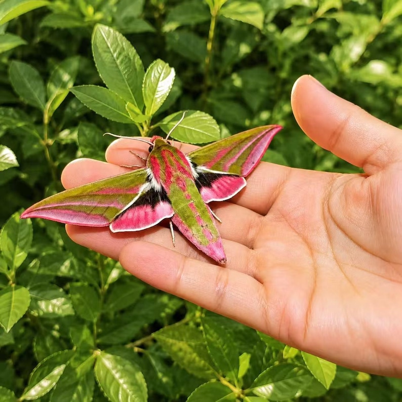 Pu&ograve; includere: Una falena Deilephila elpenor con ali di un vibrante rosa e verde oliva con accenti neri. La falena &egrave; posizionata con le ali spiegate, mostrando una forma triangolare distinta e un addome appuntito che ne evidenzia la colorazione.