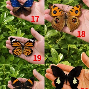 Pu&ograve; includere: Una collezione di cinque farfalle numerate da 17 a 21. La farfalla 17 &egrave; blu e marrone, la 18 &egrave; arancione con ocelli, la 19 &egrave; arancione e nera, la 20 &egrave; marrone scuro con macchie arancioni e la 21 &egrave; nera con segni bianchi sulle ali.