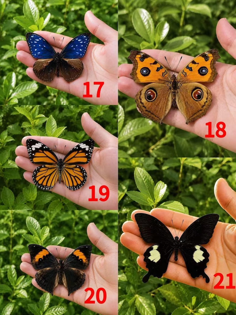 Pu&ograve; includere: Una collezione di cinque farfalle numerate da 17 a 21. La farfalla 17 &egrave; blu e marrone, la 18 &egrave; arancione con ocelli, la 19 &egrave; arancione e nera, la 20 &egrave; marrone scuro con macchie arancioni e la 21 &egrave; nera con segni bianchi sulle ali.