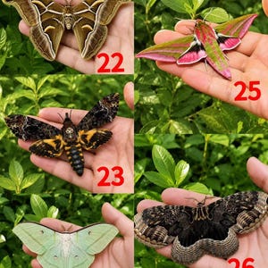 Pu&ograve; includere: Un collage di cinque falene etichettate da 22 a 26. La 22 &egrave; marrone con segni bianchi. La 23 &egrave; nera e gialla con un motivo a teschio. La 24 &egrave; verde pallido con code lunghe. La 25 &egrave; rosa brillante e verde. La 26 &egrave; marrone scuro e testurizzata.