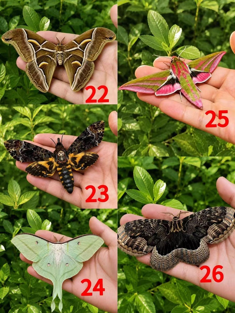 Pu&ograve; includere: Un collage di cinque falene etichettate da 22 a 26. La 22 &egrave; marrone con segni bianchi. La 23 &egrave; nera e gialla con un motivo a teschio. La 24 &egrave; verde pallido con code lunghe. La 25 &egrave; rosa brillante e verde. La 26 &egrave; marrone scuro e testurizzata.