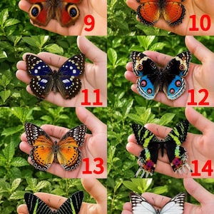 Pu&ograve; includere: Una collezione di otto farfalle distinte numerate da 9 a 16, caratterizzate da vari motivi e colori tra cui rosso con ocelli, arancione, blu, nero con strisce verdi e bianco, ognuna mostrata su un palmo davanti a un fogliame verde.