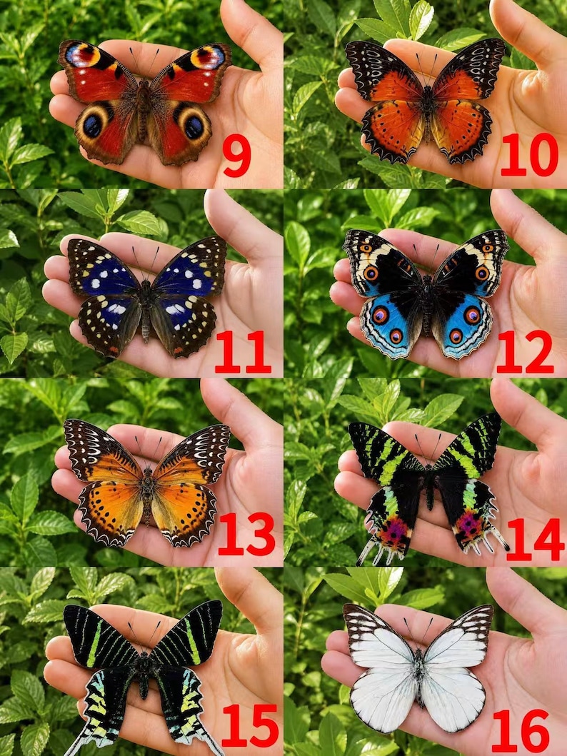 Pu&ograve; includere: Una collezione di otto farfalle distinte numerate da 9 a 16, caratterizzate da vari motivi e colori tra cui rosso con ocelli, arancione, blu, nero con strisce verdi e bianco, ognuna mostrata su un palmo davanti a un fogliame verde.