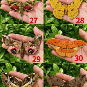 Pu&ograve; includere: Una collezione di sei esemplari di falene numerati da 27 a 32. Ogni falena presenta motivi alari e colorazioni uniche, tra cui sfumature di verde, rosso, giallo, marrone e arancione, con vari disegni a occhio e diverse consistenze.
