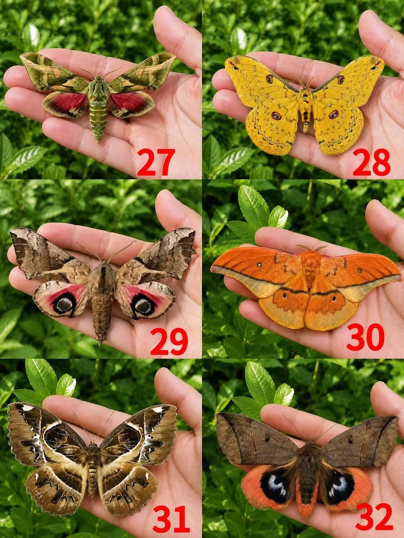 Pu&ograve; includere: Una collezione di sei esemplari di falene numerati da 27 a 32. Ogni falena presenta motivi alari e colorazioni uniche, tra cui sfumature di verde, rosso, giallo, marrone e arancione, con vari disegni a occhio e diverse consistenze.