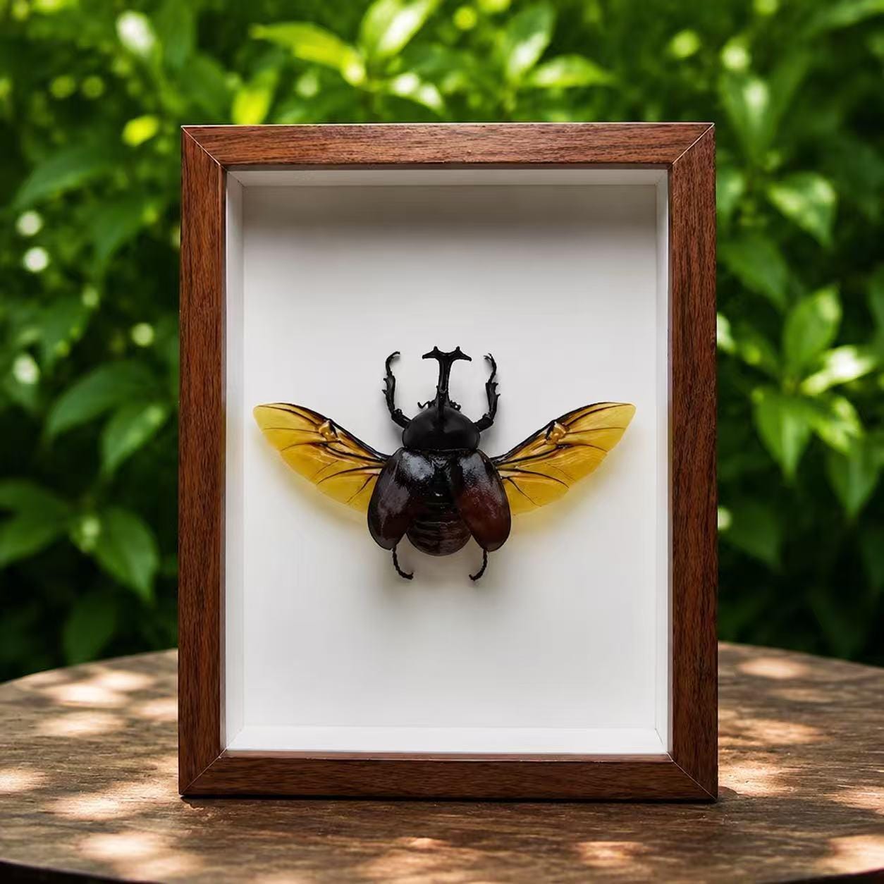 Japanese Rhinoceros Beetle Real - Etsy