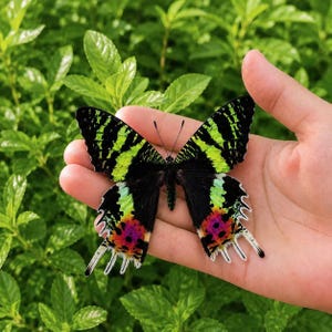 Pu&ograve; includere: Una falena del tramonto del Madagascar con ali nere caratterizzate da vivaci strisce orizzontali verde lime, e sezioni alari inferiori che mostrano macchie iridescenti magenta, arancioni e gialle con appendici bianche simili a code.
