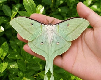 Real Luna Moth Specimen, A1 Grade Butterfly Collection, Entomology Art, Curio Cabinet, Natural History Décor, Gothic Taxidermy Gift