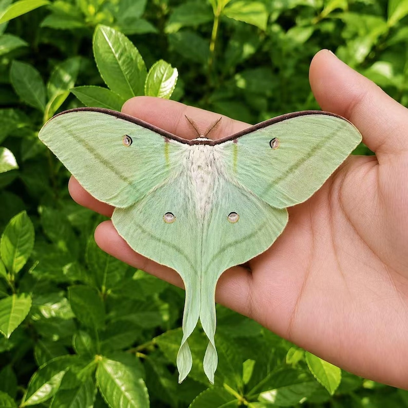 Pu&ograve; includere: Una grande falena Luna con ali verde lime pallido, un torace bianco e soffice e code lunghe e sottili. Le ali presentano bordi anteriori marrone scuro e piccole macchie oculari circolari con segni neri e rosa su ciascuna delle quattro ali.