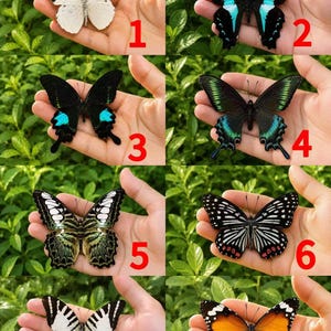 Pu&ograve; includere: Una collezione di otto farfalle distinte numerate da 1 a 8, mostrate individualmente. Le farfalle presentano motivi e colori alari vari, tra cui arancione, bianco, nero, blu, verde e disegni a strisce, ognuna appoggiata su un palmo.