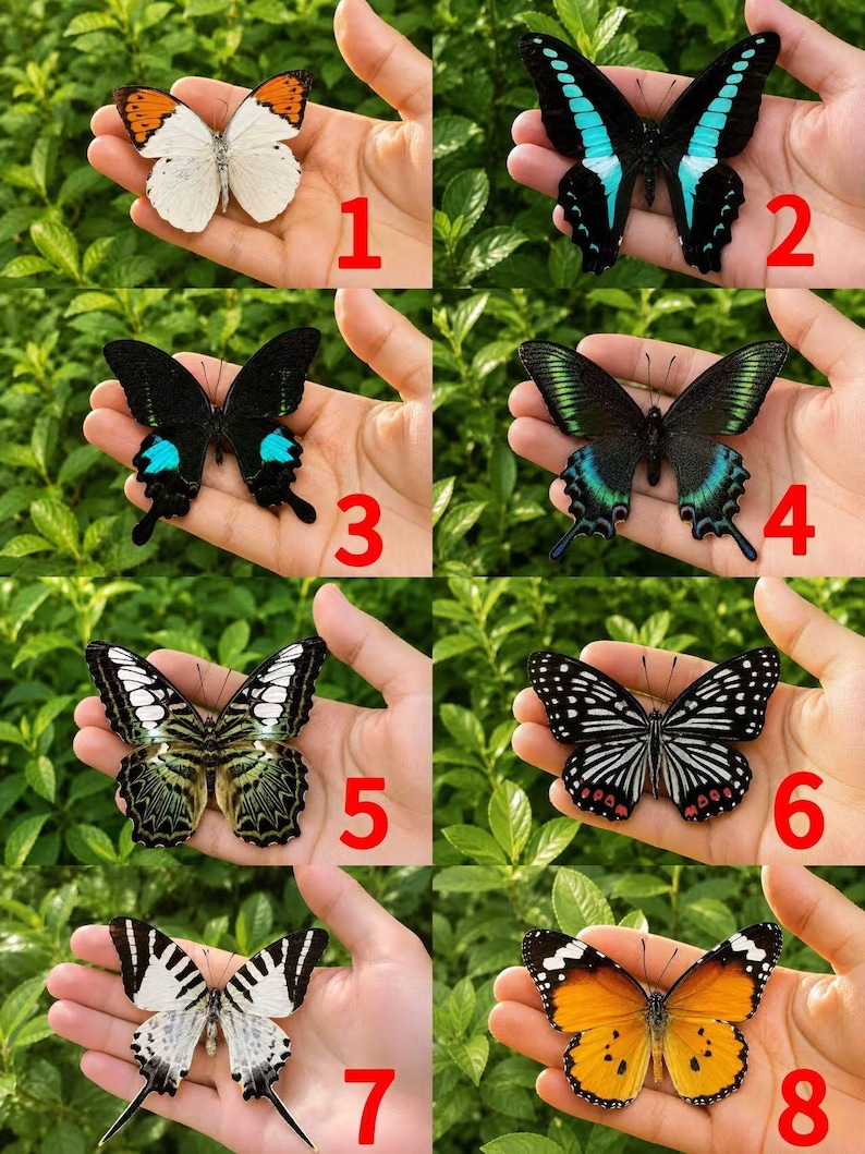 Pu&ograve; includere: Una collezione di otto farfalle distinte numerate da 1 a 8, mostrate individualmente. Le farfalle presentano motivi e colori alari vari, tra cui arancione, bianco, nero, blu, verde e disegni a strisce, ognuna appoggiata su un palmo.