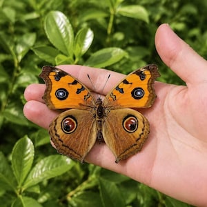 Pu&ograve; includere: Una farfalla con ali superiori di un arancione vivace caratterizzate da ocelli blu bordati di nero e ali inferiori marroni con grandi ocelli circolari scuri. L'insetto presenta intricati segni neri e sottili antenne con un motivo dettagliato.