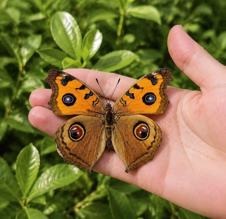 Pu&ograve; includere: Una farfalla con ali superiori di un arancione vivace caratterizzate da ocelli blu bordati di nero e ali inferiori marroni con grandi ocelli circolari scuri. L'insetto presenta intricati segni neri e sottili antenne con un motivo dettagliato.