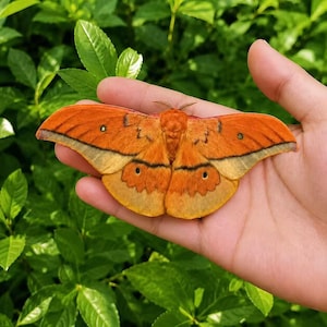 May include: A large moth with vibrant orange wings featuring dark brown horizontal lines, scalloped edges, and small circular eye-spots on each wing. The moth has a fuzzy, textured body and is positioned flat with its wings fully spread out.