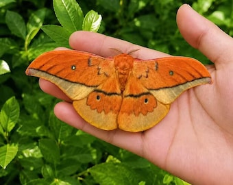 Preserved Moth Specimen, Real Cricula Andreii Jordan Display, Insect Taxidermy for Resin Craft, Collector Gift