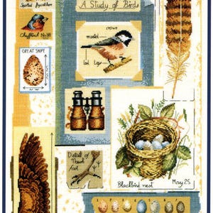 Può includere: Un campionario a punto croce intitolato "A Study of Birds" con varie illustrazioni di uccelli, tra cui un pigliamosche, un fringuello e un uovo di beccaccia. Il disegno comprende un nido di uccelli con uova, una piuma ed etichette di testo.