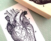 Anatomical Heart Wood Mounted Rubber Stamp 5016
