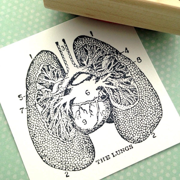 The Lungs Diagram  Wood Mounted Rubber Stamp 6133