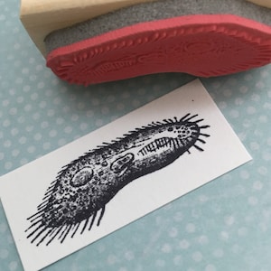 May include: A black and white illustration of a microscopic organism with a detailed drawing of its internal structures. The illustration is printed on a white card.